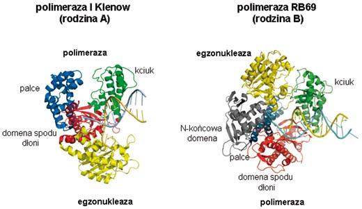 Rycina 5. Położenie domen katalitycznych polimerazy i egzonukleazy względem siebie w rodzinie polimeraz A (Polimeraza I DNA fragment Klenow) i B (polimeraza DNA faga RB69).