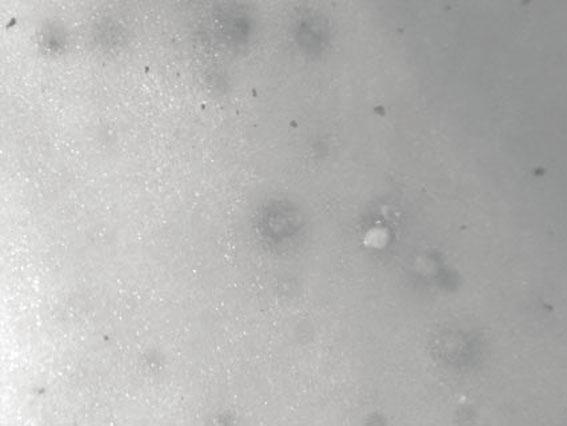 Wyniki kolejnego testu (PCR-SCAR) pozwoliły stwierdzić, że nicienie te nie należą do gatunków kwarantannowych guzaka amerykańskiego (M. chitwoodi) i guzaka holenderskiego (M. fallax) (rys. 6).