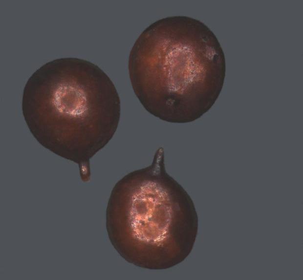 Cysta mątwików rozwijających się na ziemniaku ma kształt kuli barwy brązowawej o długości 0.5 1 mm. Fot. 2. Cysta z jajami zawierającymi larwy inwazyjne stanowi formę przetrwalnikową.