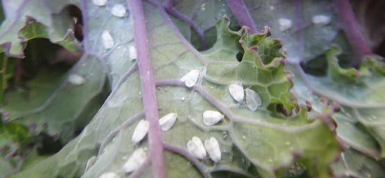 Mączlik warzywny (Aleyrodes proletella) Na plantacjach warzyw kapustnych mączlik w znacznej liczbie pojawił się 2-3 lata temu.