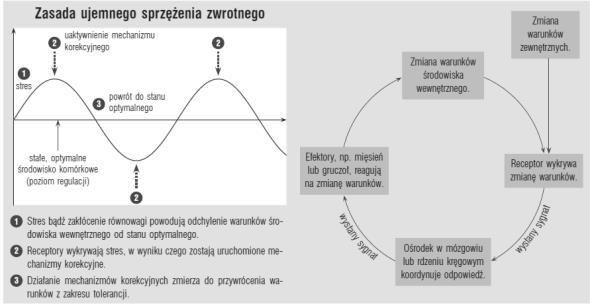 Homeostaza zdolność utrzymywania dynamicznej równowagi środowiska (z greki homoios = równy, jednakowy + statos = stałość) Charakterystyczna dla systemów naturalnych np.