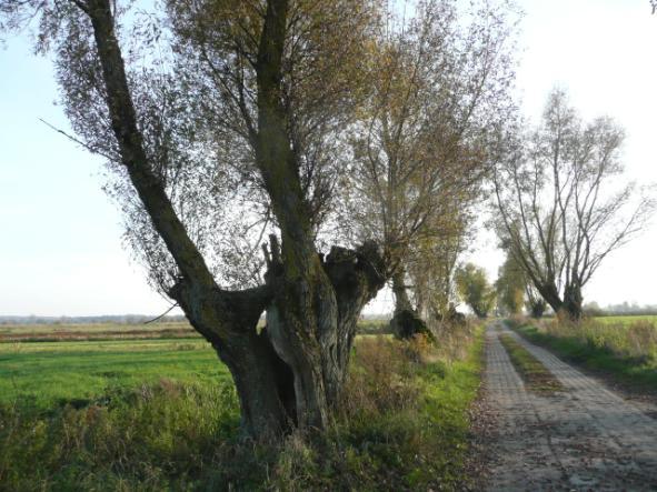 ) Drzewa za rowem Dane przyrodnicze Liczba drzew ogółem Szpaler 1 1,5m Szpaler 2 1,5m nie 62 szt. Szpaler Gatunek i udział (szt. %) Liczba drzew 1 Wb 2szt.(67%); Tp kult 1szt.(33%) 3szt.