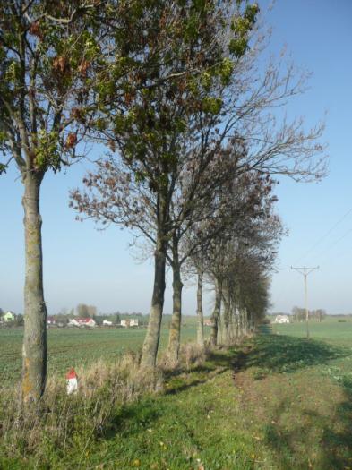 ) Drzewa za rowem Dane przyrodnicze Liczba drzew ogółem Szpaler 1 nie 53szt. 1,5m. Szpaler Gatunek i udział (szt. %) Liczba drzew 1 Js 53szt. (100%) 53szt.