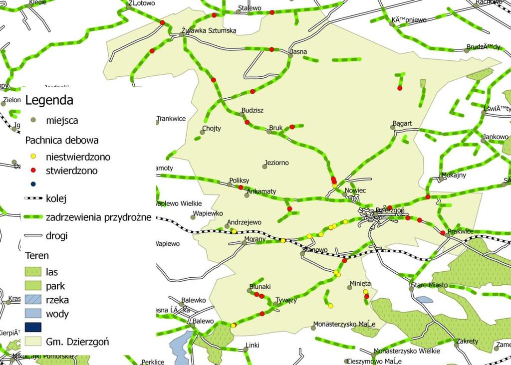 Ryc. 3. Stwierdzenie obecności pachnicy dębowej (Osmoderma eremita) w alejach przydrożnych na terenie gminy Dzierzgoń.