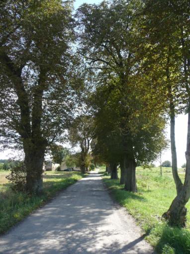 ) Drzewa za rowem Dane przyrodnicze Liczba drzew ogółem Szpaler 1 1,5m Szpaler 2 1m nie 15 szt. Szpaler Gatunek i udział (szt. %) Liczba drzew 1 Kasz 10szt.