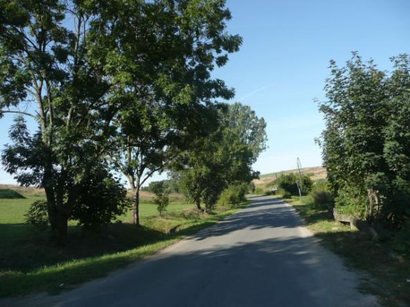 ) Drzewa za rowem Dane przyrodnicze Liczba drzew ogółem Szpaler 1 7,0m Szpaler 2 3,5m tak 85 szt. Szpaler Gatunek i udział (szt. %) Liczba drzew 1 Lp drob 11 (24%); Js 18szt.