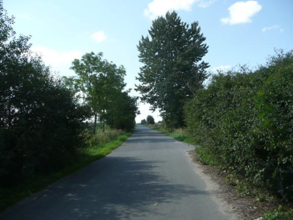 ) Drzewa za rowem Dane przyrodnicze Liczba drzew ogółem Szpaler 1 3m Szpaler 2 2,5m nie 67 szt. Szpaler Gatunek i udział (szt. %) Liczba drzew 1 Js 12szt.(50%); Tp kult 5szt.(21%); Gł 7szt.