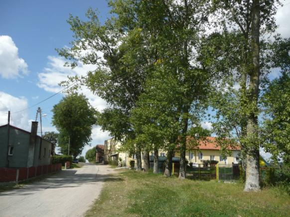 ) Szpaler 1 6m (w miejscach z zachowanym charakterem alejowym drogi) Szpaler 2 8m(w miejscach z zachowanym charakterem alejowym drogi) Odległość szpalerów Szpaler 1 1,5m od krawędzi jezdni (śr.