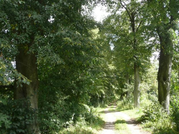 Droga nr 07 lokalizacja/ przebieg: Aleja śródpolna wzdłuż drogi Stanowo - Morany Dane ogólne Zarząd drogi Gmina Dzierzgoń Nr GPS N 53 54 48,4 E 19 18 59,9 i N 53 54 49,4 E 19 19 14,0