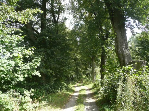 ) Drzewa za rowem Dane przyrodnicze Liczba drzew ogółem Szpaler 1 1,5m Szpaler 2 1,5m nie 30 szt. Szpaler Gatunek i udział (szt. %) Liczba drzew 1 Lp drobn 15szt.