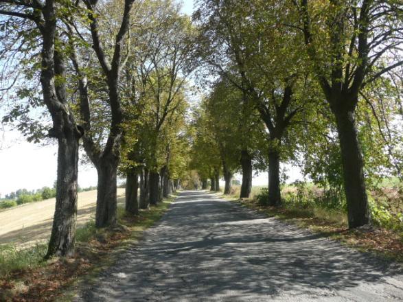 ) Drzewa za rowem Dane przyrodnicze Liczba drzew ogółem Szpaler 1 1,5m Szpaler 2 1,5m nie 994szt. Szpaler Gatunek i udział (szt. %) Liczba drzew 1 Lp drobn 360szt.(68%); Kasz 119szt.(22%); Js 2szt.