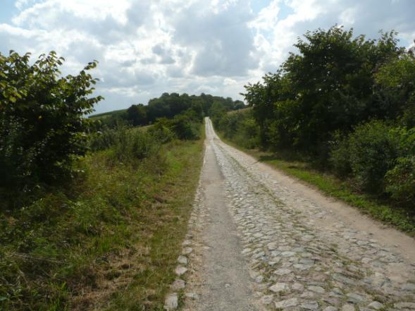 ) Drzewa za rowem Dane przyrodnicze Liczba drzew ogółem Szpaler 1 Szpaler 2 nie 92szt. 3m 3m Szpaler Gatunek i udział (szt. %) Liczba drzew 1 Jw 18szt.(34%); Tp kult 1szt.(2%); Js 25szt.