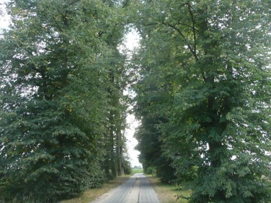 Droga nr 10 lokalizacja/ przebieg: Minięta Minięta kol. Fragment 150m pięknej alei lipowej przed wsią Minięta Dane ogólne Zarząd drogi Gmina Dzierzgoń Nr GPS p.n 53 38,0 E 19 43,6 i k.