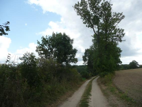 ) Drzewa za rowem Dane przyrodnicze Liczba drzew ogółem Szpaler 1 1,5m Szpaler 2 1,5m nie 75szt. Szpaler Gatunek i udział (szt. %) Liczba drzew 1 Lp drobn 15szt.(33%); Kasz 7szt. (16%); Wb 3szt.