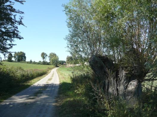 Droga nr 15 lokalizacja/ przebieg: Kuksy-Morany kapliczka-ankamaty Dane ogólne Zarząd drogi Gmina Dzierzgoń/ Lasy Państwowe Nr GPS p. N 53 55 26,76 E19 18 15,72 i k.