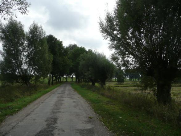 ) Szpaler 1 11m Szpaler 2 13m Przed wsią Jeziorno w obniżeniu terenu przy drodze rosną wierzby Odległość szpalerów od krawędzi jezdni (śr.