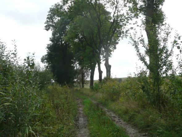 Droga nr 19 lokalizacja/ przebieg: Jeziorno Stara Karczma-skrzyż.z drogą Malbork - Dzierzgoń Dane ogólne Zarząd drogi Gmina Dzierzgoń Nr GPS p. N 53 56 50,2 E 19 17 48,4 k.