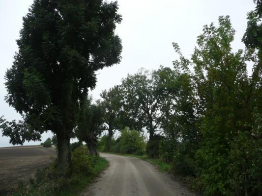 Droga nr 21 lokalizacja/ przebieg: Chojty - Budzisz Dane ogólne Zarząd drogi Nr GPS Długość/Nawierzchnia Gmina Dzierzgoń p.n 53 57 46,31 E19 15 38,25 i k.
