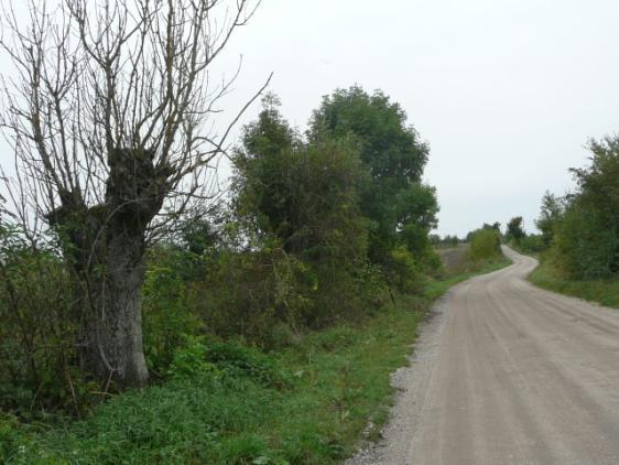 ) Drzewa za rowem Dane przyrodnicze Liczba drzew ogółem Szpaler 1 1,8m Szpaler 2 2,0m nie 31szt. Szpaler Gatunek i udział (szt. %) Liczba drzew 1 Kl 1szt.(6%); Js 13szt.(81%); Gr 2szt.(13%); 16szt.