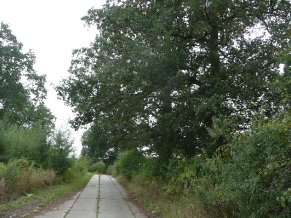 ) Drzewa za rowem Dane przyrodnicze Liczba drzew ogółem Szpaler 1 2,5m Szpaler 2 2,5m nie 89szt. Szpaler Gatunek i udział (szt. %) Liczba drzew 1 Db szyp 1szt.(3%); Tp kult 21szt.(74%); Kasz 3szt.