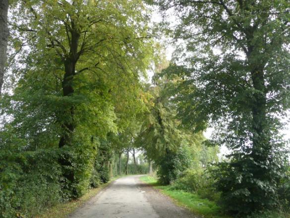) Drzewa za rowem Dane przyrodnicze Liczba drzew ogółem Szpaler 1 Szpaler 2 nie 1252szt. 1m 1m Szpaler Gatunek i udział (szt. %) Liczba drzew 1 Lp drobn 401szt.(72%); Jw 17szt.(3%); Js 72szt.