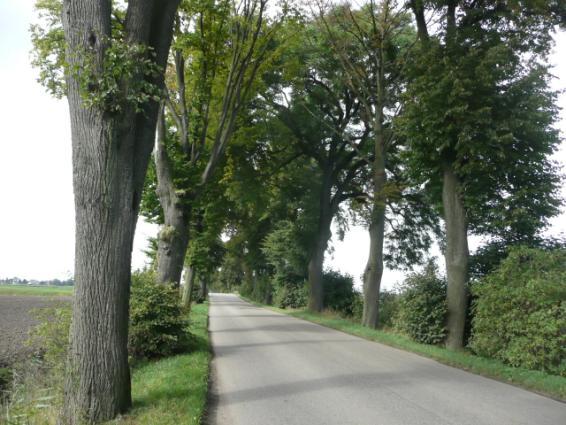 ) Drzewa za rowem Dane przyrodnicze Liczba drzew ogółem Szpaler 1 Szpaler 2 nie 105szt. 1m 1m Szpaler Gatunek i udział (szt. %) Liczba drzew 1 Lp drobn 37szt.(67%); Jw. 5szt.(9%); Js 3szt.