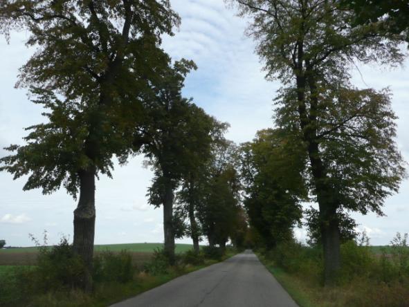 ) Drzewa za rowem Dane przyrodnicze Liczba drzew ogółem Szpaler 1 1,0m Szpaler 2 1,5m nie 326 szt. Szpaler Gatunek i udział (szt. %) Liczba drzew 1 Gb 6szt.(3%); Jrz 1szt.(1%); Lp drobn 173szt.