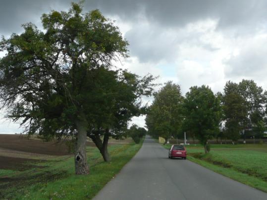 Droga nr 26 lokalizacja/ przebieg: Nowiec - Bągart Aleja jabłonowa w Nowcu W dalszej części droga traci charakter alejowy. Dane ogólne Zarząd drogi Powiatowy Zarząd Dróg Nr GPS p.