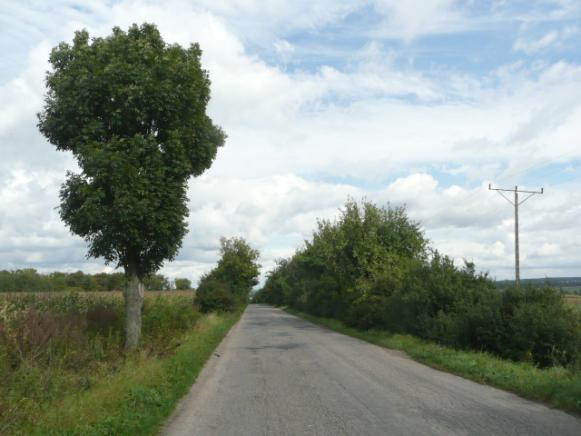 ) Szpaler 1 nieregularny Szpaler 2 nieregularny Szpaler 3 nieregularny Szpaler 4 nieregularny Odległość szpalerów Szpaler 1 1m od krawędzi jezdni (śr.
