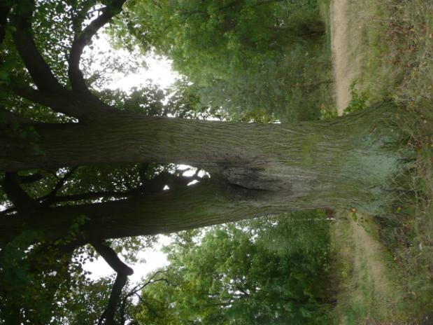 Droga nr 27 lokalizacja/ przebieg: Nowiec PGR Nowiec (droga gruntowa, wewnętrzna) Dane ogólne Zarząd drogi Gmina Dzierzgoń Nr GPS N53 56 34,19 E 19 20 4,82 ;