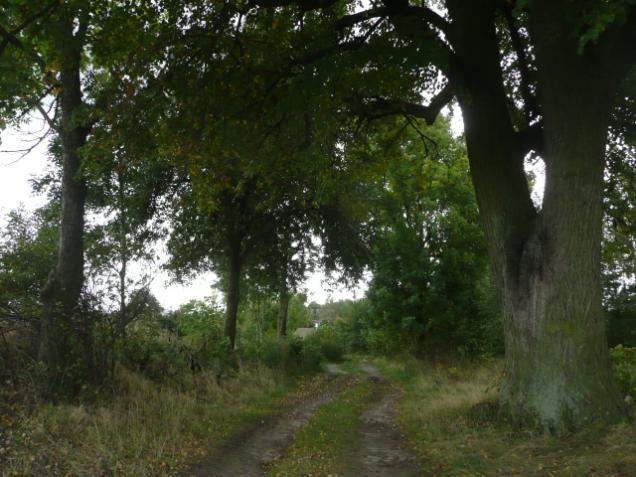 ) Drzewa za rowem Dane przyrodnicze Liczba drzew ogółem Szpaler 1 1,5m Szpaler 2 2m nie 9 szt. Szpaler Gatunek i udział (szt. %) Liczba drzew 1 Lp drobn 1szt.