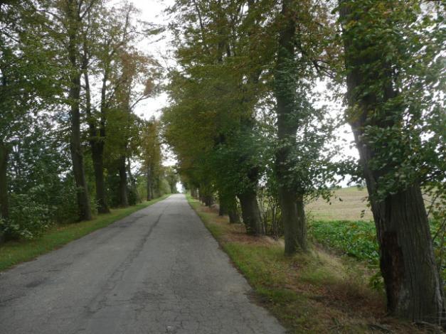 ) Szpaler 1 6m Szpaler 2 7m Szpaler 3 Nieregularny Szpaler 4 Nieregularny Odległość szpalerów Szpaler 1 1,5m od krawędzi jezdni (śr.