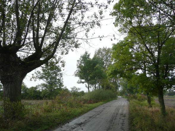 Droga nr 31 lokalizacja/ przebieg: Jasna Żuławka Sztumska Dane ogólne Zarząd drogi Gmina Dzierzgoń Nr GPS p. N 54 00 24,13 ; E 19 18 15,32 i k.