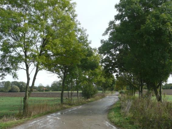 ) Drzewa za rowem Dane przyrodnicze Liczba drzew ogółem Szpaler 1 2m Szpaler 2 2,5m nie 183szt. Szpaler Gatunek i udział (szt. %) Liczba drzew 1 Lp drobn 28szt.(29%); Js 64szt.(65%); Gr 1szt.