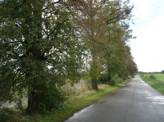 Droga nr 32 lokalizacja/ przebieg: Bruk PGR Piaski Widoczne nasadzenia Lip drobn. w szpalerze starych lip Dane ogólne Zarząd drogi Gmina Dzierzgoń Nr GPS p.n 53 57 50,63 E 19 18 0,52 i k.