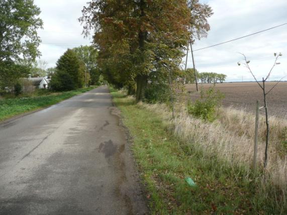 ) Szpaler 2 Drzewa za rowem nie Dane przyrodnicze Liczba drzew ogółem szt. 140 1m 1m Szpaler Gatunek i udział (szt. %) Liczba drzew 1 Lp drobn 131szt.(100%) 131szt. 2 Lp drobn 8szt.