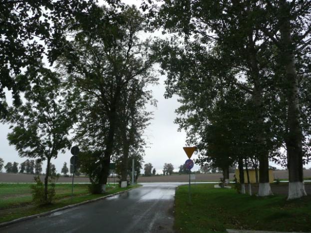 ) Drzewa za rowem Dane przyrodnicze Liczba drzew ogółem Szpaler 1 Szpaler 2 nie 40szt. 1m 4m Szpaler Gatunek i udział (szt. %) Liczba drzew 1 Js 2szt.(8%); Kasz 1szt. (4%); Lp drobn 19szt.