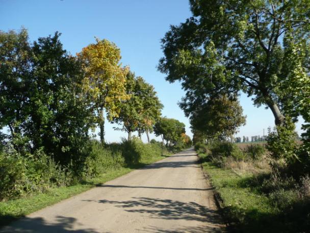 ) Drzewa za rowem Dane przyrodnicze Liczba drzew ogółem Szpaler 1 Szpaler 2 tak 157szt. 6m 6m Szpaler Gatunek i udział (szt. %) Liczba drzew 1 Js 47szt.
