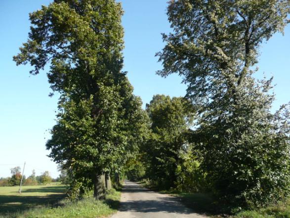 ) Szpaler 1 12m Szpaler 2 10m Szpaler 3 15m Szpaler 4 13m Odległość szpalerów Szpaler 1 1m od krawędzi jezdni (śr.