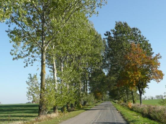 Droga nr 36 lokalizacja/ przebieg: Bągart - Jasna Aleja topolowo-klonowa przed m. Jasna W dalszej części drogi słabo zaznaczony charakter alejowy zadrzewień.
