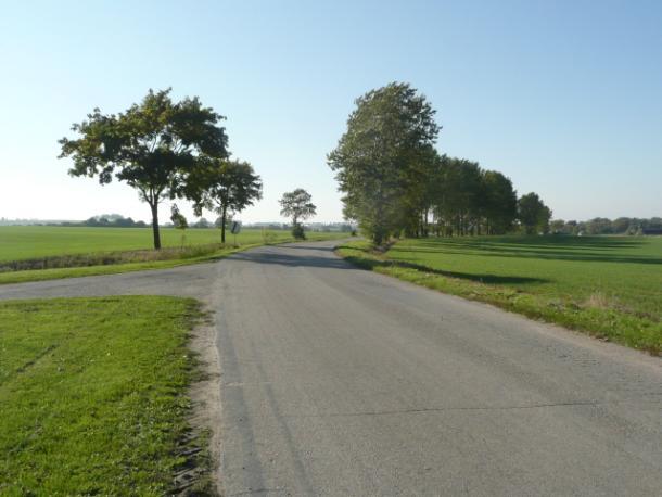 ) Szpaler 1 10m /Nieregularny Szpaler 2 10m/Nieregularny Odległość szpalerów od krawędzi jezdni (śr. ) Drzewa za rowem Dane przyrodnicze Liczba drzew ogółem Szpaler 1 4,5m Szpaler 2 4,5m Tak 289 szt.