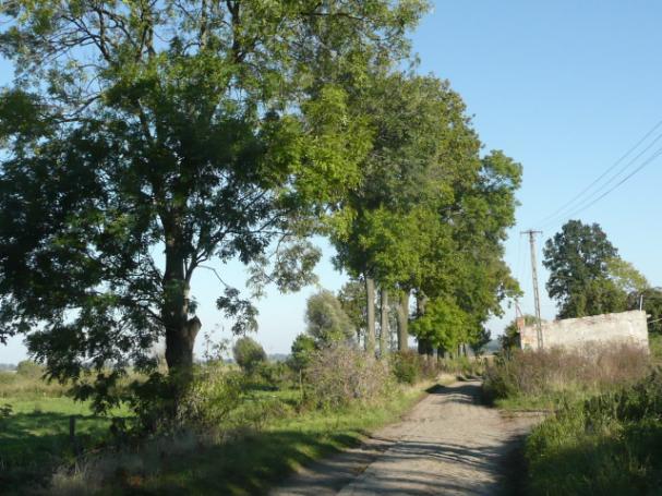 Droga nr 37 lokalizacja/ przebieg: skrzyżowanie z drogi Jasna Bągart do PGR Bągart Dane ogólne Zarząd drogi AWRSP Nr GPS p.n 53 59 38,8 E 19 20 52,26 i k.