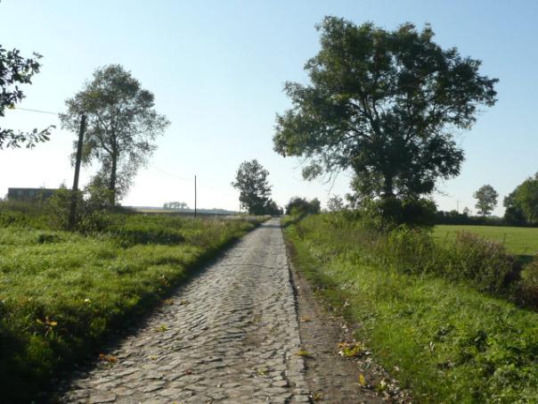 ) Drzewa za rowem Dane przyrodnicze Liczba drzew ogółem Szpaler 1 Szpaler 2 Szpaler 3 Szpaler 4 Tak 24szt. 4m 4m Szpaler Gatunek i udział (szt. %) Liczba drzew 1 Js 3szt.
