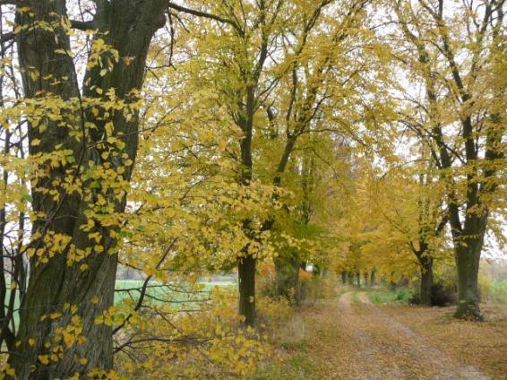 Droga nr 38 lokalizacja/ przebieg: Ankamaty droga równoległa do drogi Malbork-Dzierzgoń Dane ogólne Zarząd drogi Powiatowy Zarząd Dróg Nr GPS p. N 53 56 5,4 E19 17 15,97 i k.