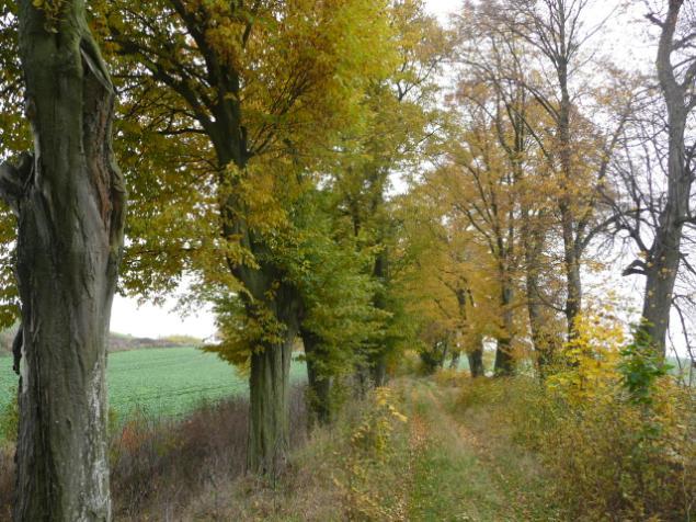 ) Drzewa za rowem Dane przyrodnicze Liczba drzew ogółem Szpaler 1 Szpaler 2 nie 92szt. 2m 2m Szpaler Gatunek i udział (szt. %) Liczba drzew 1 Gb 19szt.(41%); Lp drobn 27szt.