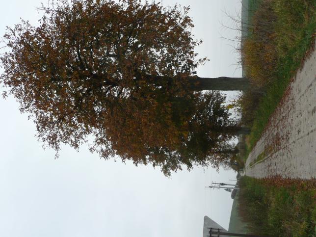 Droga nr 39 lokalizacja/ przebieg: skrzyżowanie drogi 515 z drogą do PGR Poliksy (A na mapie) Dane ogólne Zarząd drogi Gmina Dzierzgoń Nr GPS p. N 53 56 30,96 E19 15 36,54 i k.