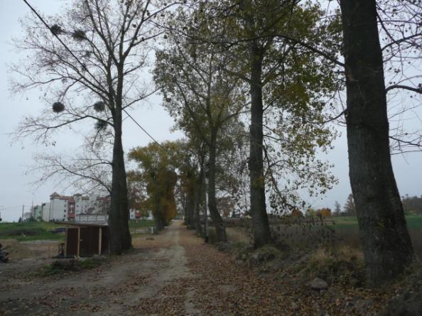 Droga nr 40 lokalizacja/ przebieg: Dzierzgoń - Judyty Dane ogólne Zarząd drogi Gmina Dzierzgoń Nr GPS p.n 53 55 39,85 E 19 20 32,37 i k.