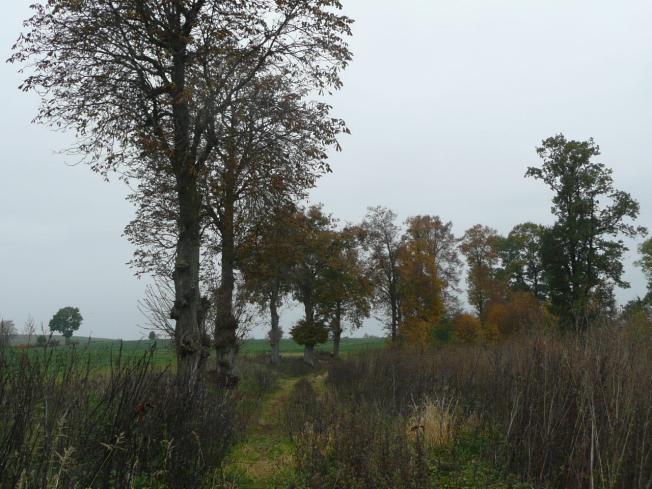Droga nr 42 lokalizacja/ przebieg: Jeziorno - Chojty Dane ogólne Zarząd drogi Nr GPS Długość/Nawierzchnia Gmina Dzierzgoń p.n53 56 56,21 E19 17 20,95 i k.