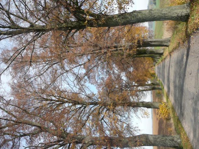 ) Drzewa za rowem Dane przyrodnicze Liczba drzew ogółem Szpaler 1 0,5m Szpaler 2 0,8m nie 266 szt. Szpaler Gatunek i udział (szt. %) Liczba drzew 1 Lp drobn 64szt.(47%); Kl 45szt.