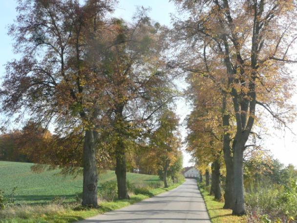 Droga nr 44 lokalizacja/ przebieg: Dzierzgoń Prakwice granica gminy Dane ogólne Zarząd drogi Nr GPS Długość/Nawierzchnia Powiatowy Zarząd Dróg 2,5km/asfalt